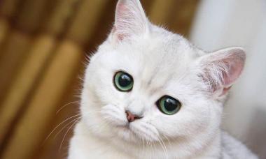 Сонник кошка белая пушистая ласковая