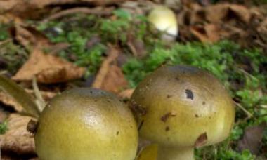 Самый ядовитый гриб Как выглядят самые опасные грибы
