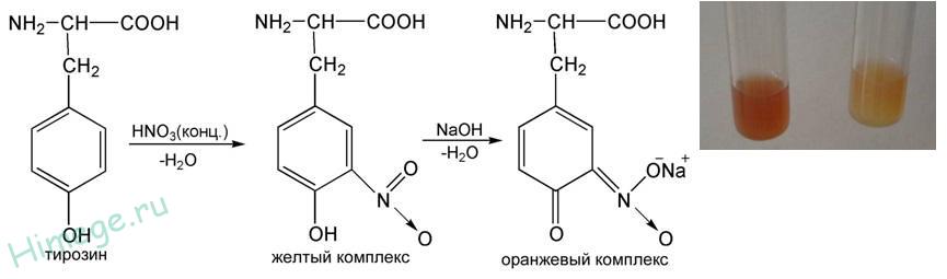 Белки с азотной кислотой. Ксантопротеиновая реакция на тирозин. Ксантопротеиновая реакция белков формула. Ксантопротеиновая реакция формула реакции. Формула ксантопротеиновой реакции на белки.