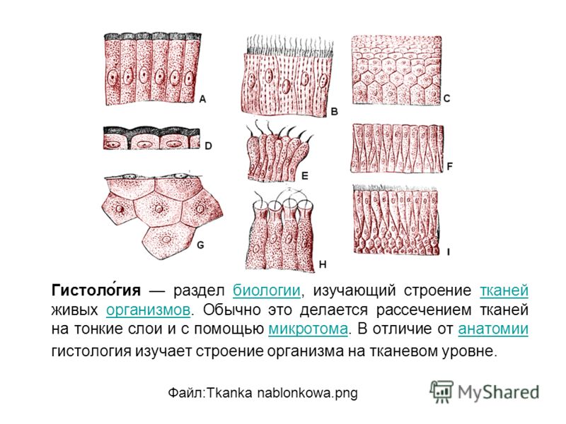 Почему у тканей разное строение