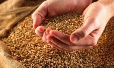 Бизнис план за трговија на големо со жито
