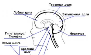 Центральная нервная система: функции, характеристика, анатомия