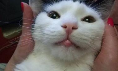 Bibir atas kucing bengkak: punca, foto