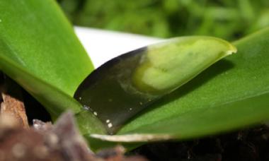 Apa yang perlu dilakukan jika inti orkid telah reput?